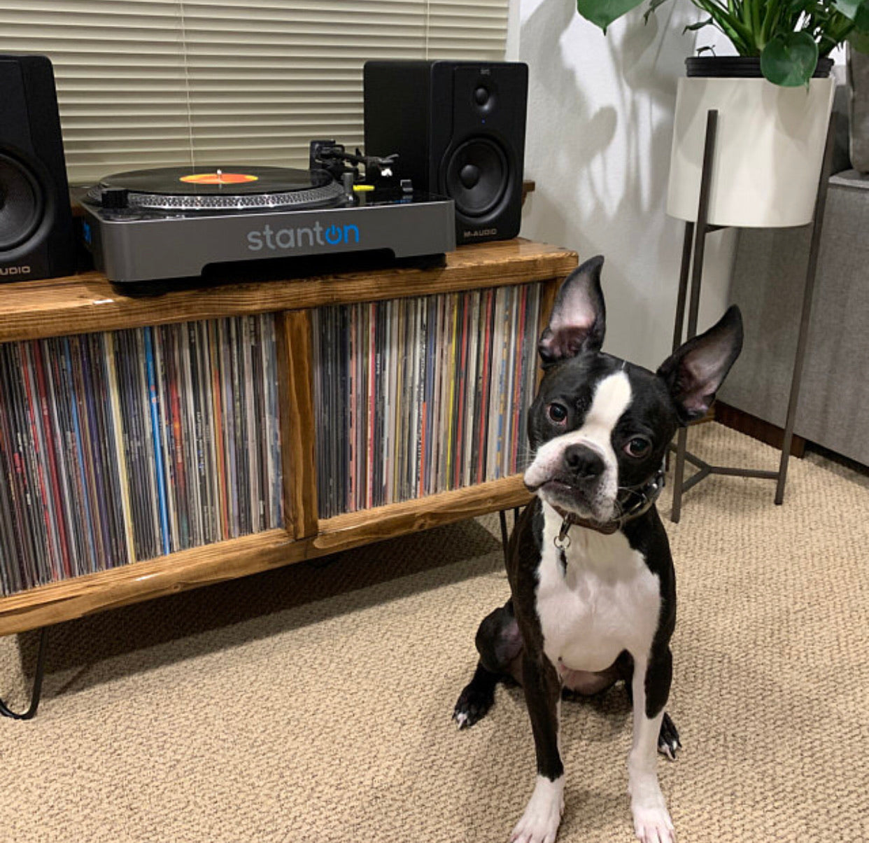 audio speakers on turntable stand, vinyl record collection, stanton record player stand, Turntable setup, vinyl record storage, turntable stand, living room furniture